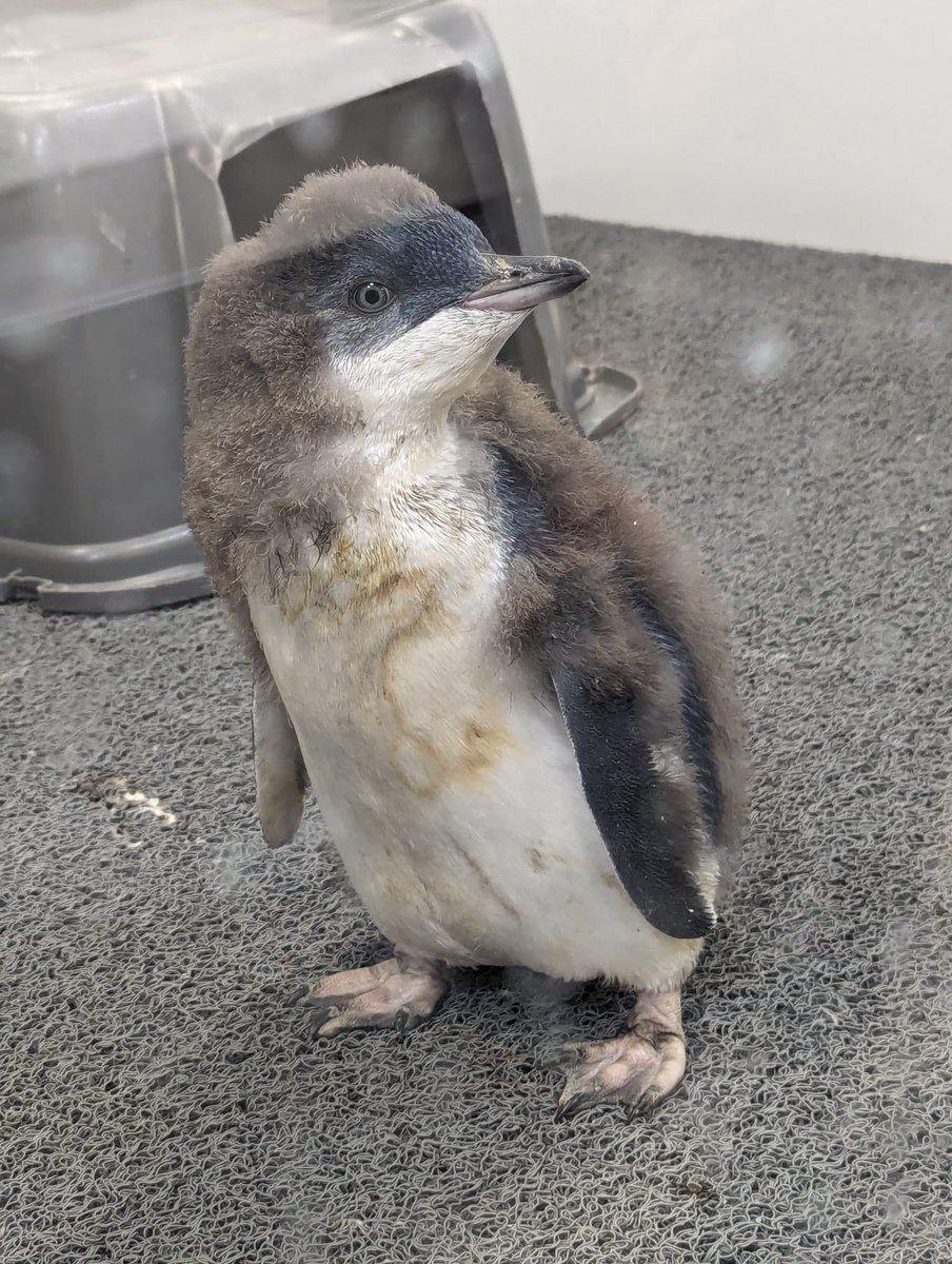Behind the scenes at the aquarium: this year @birchaquarium CA hatched its first little blue penguin chicks (Eudyptula minor). This one is 45 days old, already heavier than female adult, fledging & almost ready to join rest of colony. Photogenic effort to preserve biodiversity: