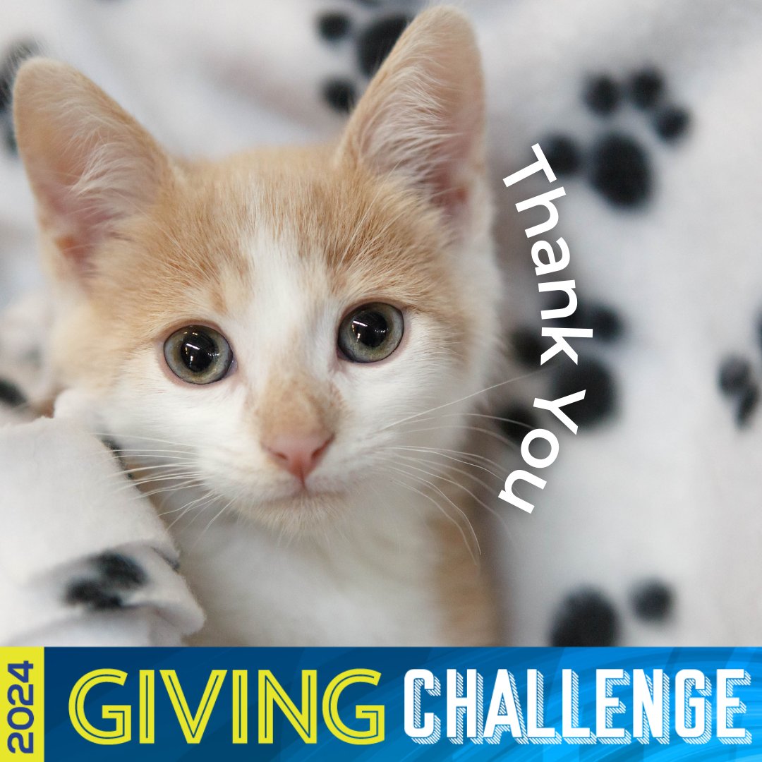 Thank you to Peyton D. for your generous donation in support of #givingchallenge2024 Your support will help Cat Depot save more lives! 📷📷 #givingchallenge2024 #catdepotsaveslives #betheone #savemorelives