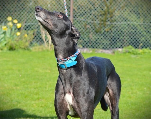 Laddie is a black lad who at nearly six years old is a happy go lucky lad who loves his fuss & food, it looks like he is house trained so should fit in to his new home well call the kennel team on 07783 367032 email info@retiredgreyhoundscanterbury.co.uk @centralparkdogs #TeamZay