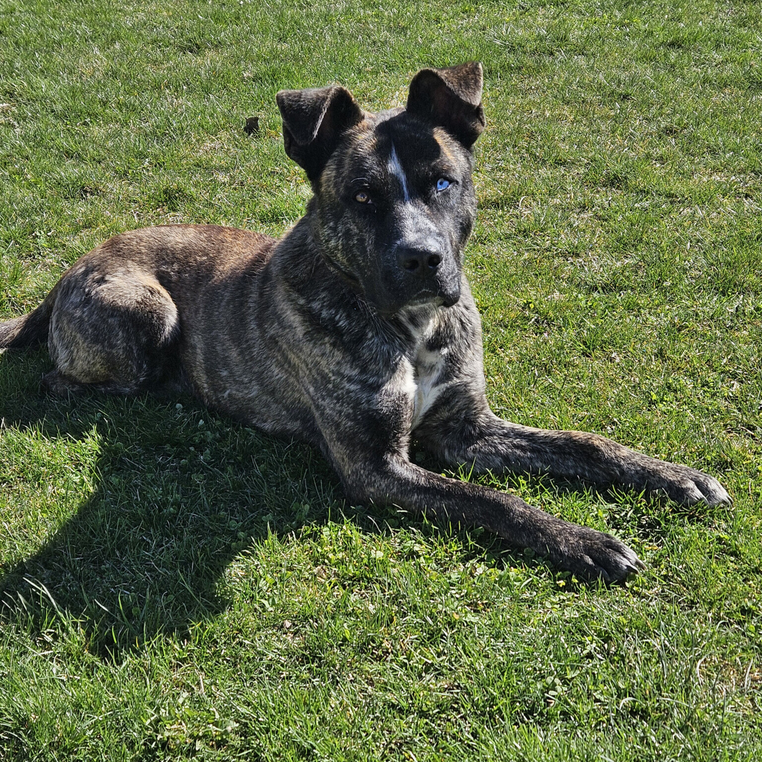 Buy mastiff mixed with husky Best Sale Black Friday