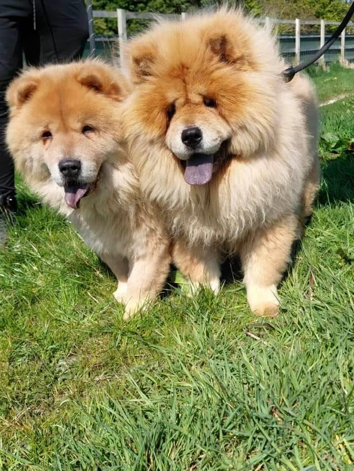 Please retweet to help Elsa and Beau find a home together #LANCASHIRE #UK PLEASE SHARE TO HELP THEM STAY TOGETHER 'Hello everyone, my name is Elsa, I’m a 4yr old ish Chow, I came in with my mum Beau when our owner sadly passed away. I’m looking for an active home as I’m…