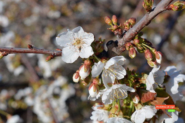 Últimos días para ver la #floración de cerezos en Sant Climent de Llobregat, el hanami 🌺catalán a 30 minutos de Barcelona Mapa e itinerario mochilerosdeviaje.com/floracion-de-c…