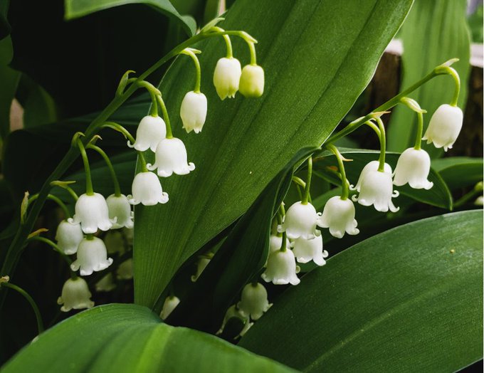 Word of the Day: lili'r dyffryn 'lily of the valley, Convallaria majalis': welsh-dictionary.ac.uk/gpc/gpc.html?l… – this is the earliest name for this spring flower, which occurs in the 1588 Bible. It has several other Welsh names, including gwenonwy, alaw crewyll, etc.