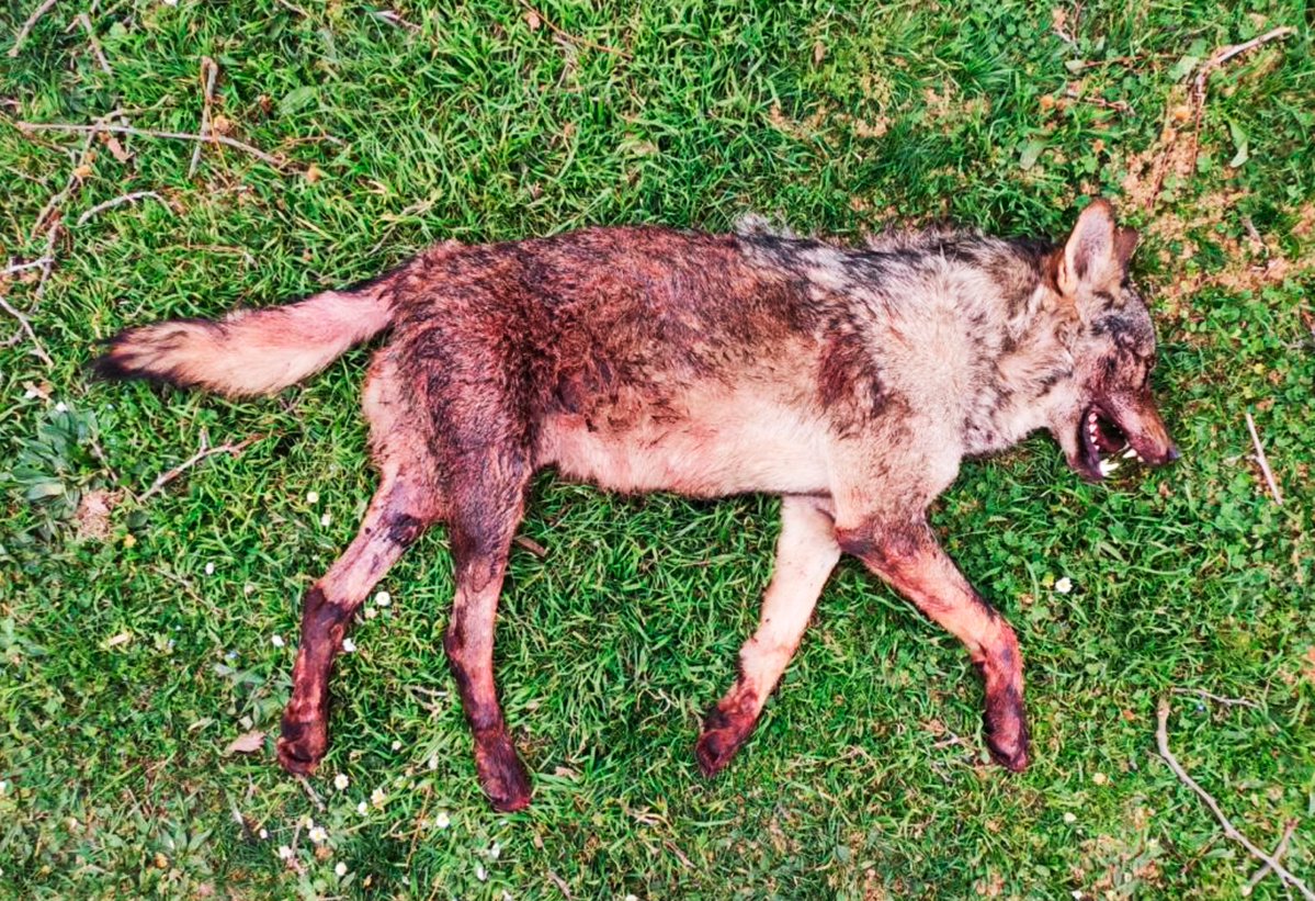 Esta es la última loba que mataron en #Ávila pistoleros de @CEMACYL, antes de que se aprobara la Orden TED/980/2021 que prohibió continuar con estas barbaridades que hacían con gusto.

¿Conseguirá más likes está loba que la publicación del #DíadeCastillayLeón de la @jcyl?