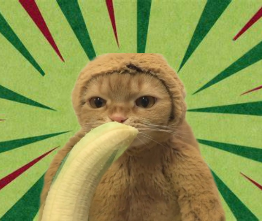 MonkeyCatSolana's tweet photo. Weeklyyy remined ❗️‼️🔛

Monkey Cats are still here

MONKEYS STRONG TOGETHER 

🦍🧊🏙️🪦🤝🐒😫😬

$MC https://t.co/ZeBFuvpRun
