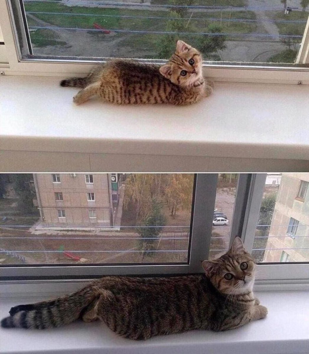 Punch Cat tweet media