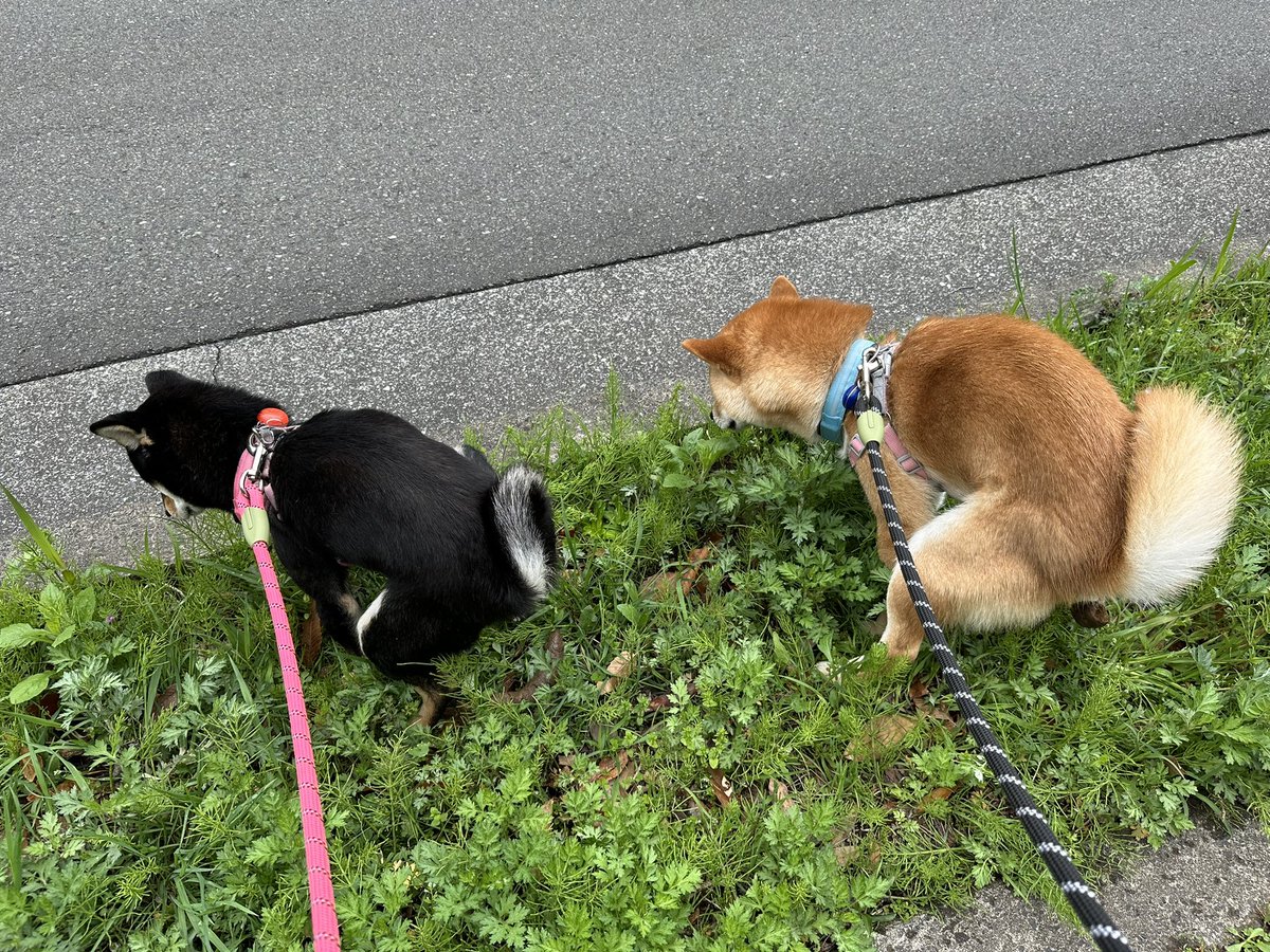 ダブルうんち💩 #shiba #柴犬 #豆柴