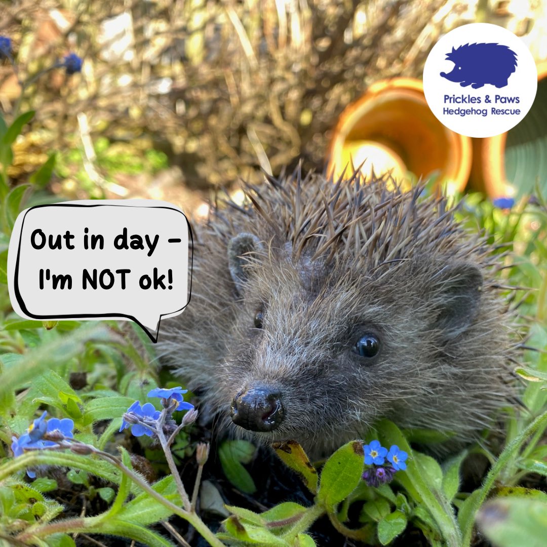 As a nocturnal animal any daytime activity is usually a cause for a concern Even if they ‘look bright’ or ‘appear fine’ contact a rescue, as a prey animal they rarely show how unwell they truly are. All calls are triaged and tailored advice provided. Out in the day… don’t delay!