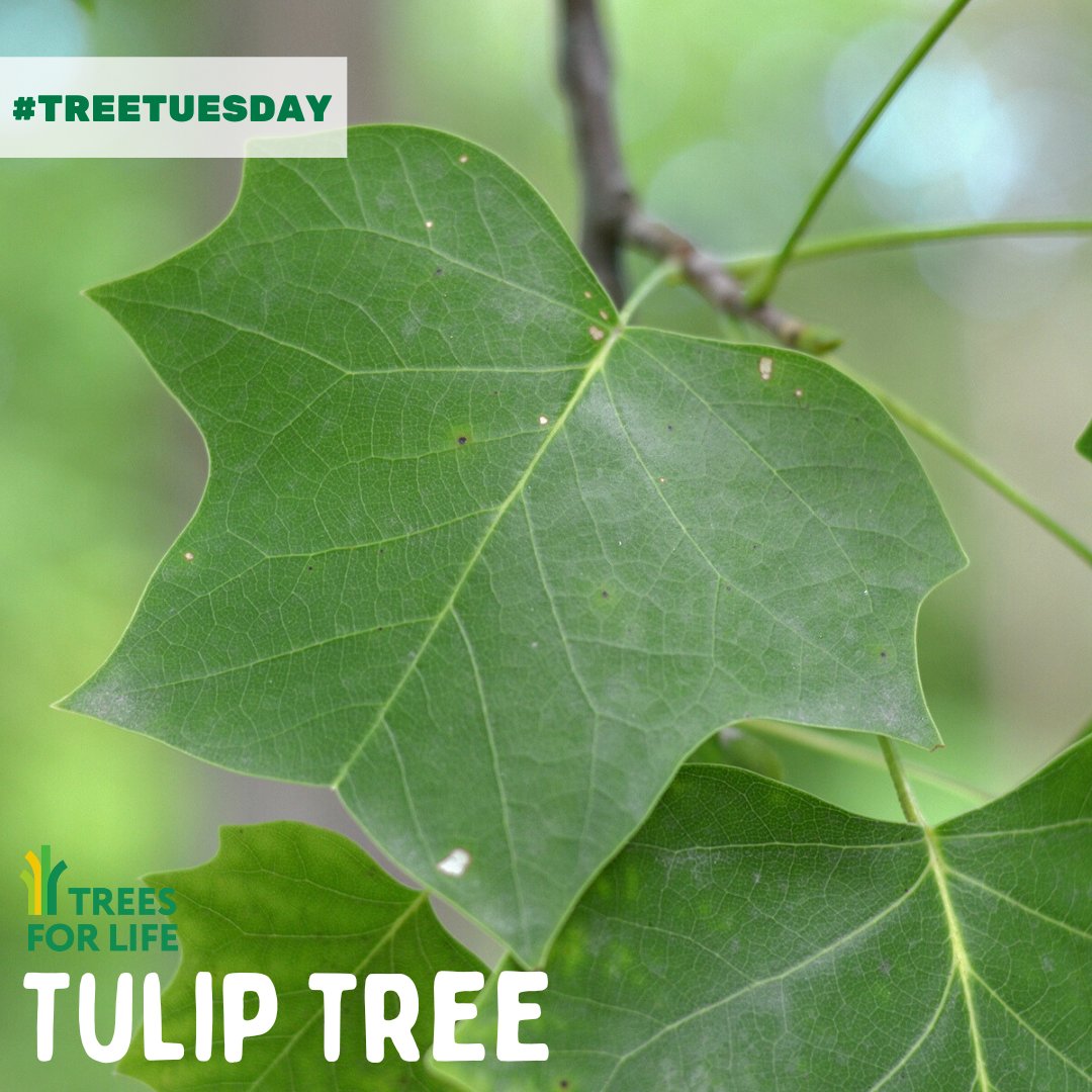 CdnTreesforLife's tweet photo. This month, we will Get to Know our native Tulip tree. Tulip tree is a large, fast-growing tree which can reach a mature height of 35 metres. Read more about where it grows and how to care for them: https://t.co/sY854YGK92 πΏπ³
#TreesForLife #WhyTrees #TulipTree #PlantTrees https://t.co/l4MxkxgSCL