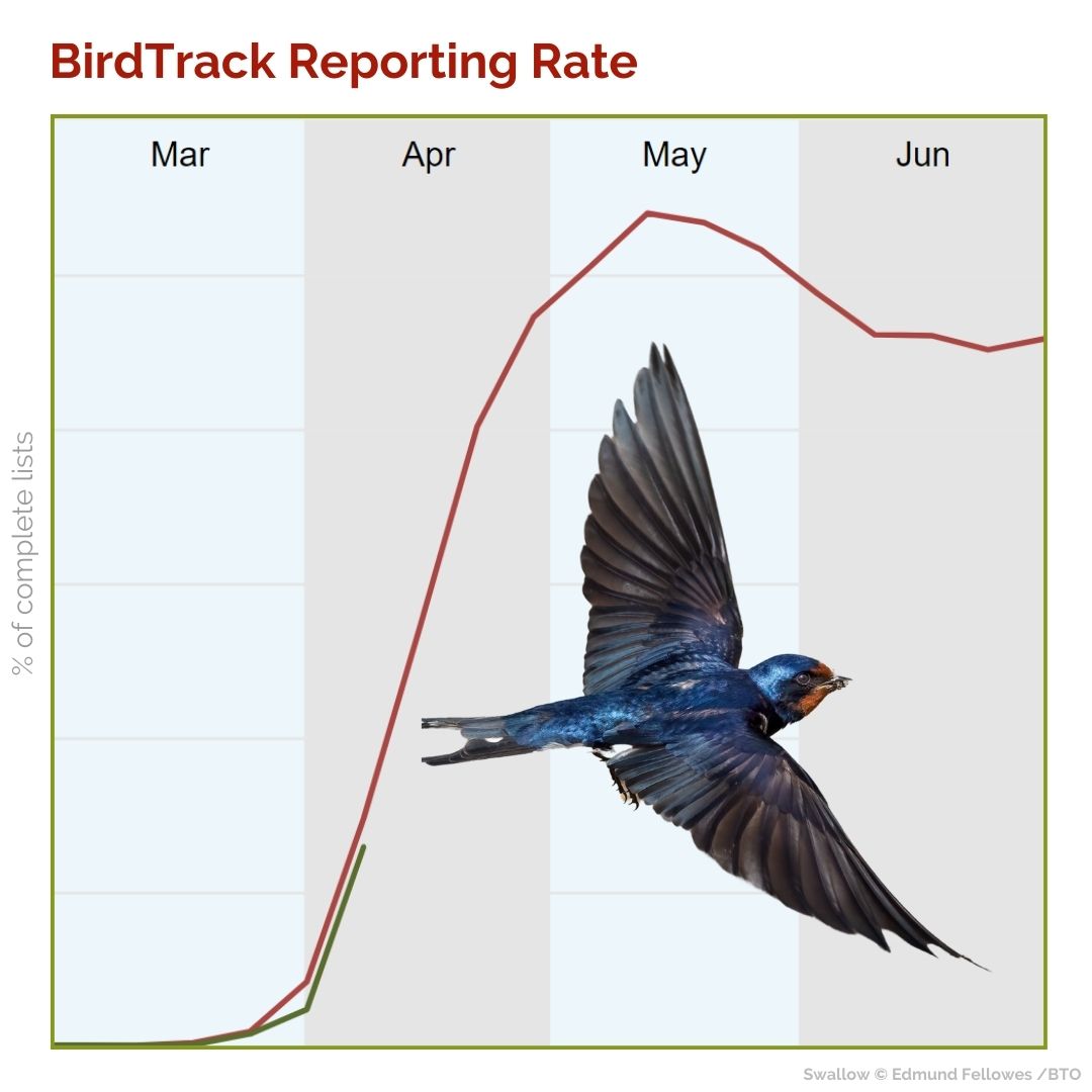 Hands up who's seen a Swallow✋This species is arriving in the UK after spending winter in South Africa. Thanks to everyone who records their bird sightings on @BirdTrack as we can view the latest trends & the data contributes to BTO science. Take part 👉 bit.ly/_BirdTrack
