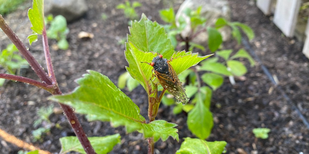 As we’re sure you’ve already heard, the 17- and 13-year #cicadas are due to emerge in Illinois this May! Learn why periodical cicadas are amazing creatures, how to protect small trees, and ways to experience the incredible natural occurrence: chgobg.org/3vBNvnh