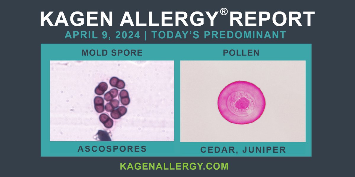 Today's predominant pollen and mold spore for #Wisconsin: April 9, 2024. Happy to see you. How may we help? kagenallergy.com/contact-the-te… #allergysolutions #asthmasolutions #moldallergy #allergy #allergytriggers