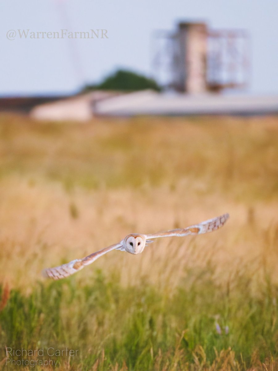 @cornish_jack @Ramblers_London @LondonNPC @innerlondonramb @Londonist You’d be very welcome to come & visit us @cornish_jack #WarrenFarmNR 🎶🐦‍⬛🪺☺️We have recently had it confirmed that we’re receiving Local Nature Reserve designation!💚Our Skylarks are singing, Little Owls hooting, wildflowers beginning to bloom… if not next week any time!🙂