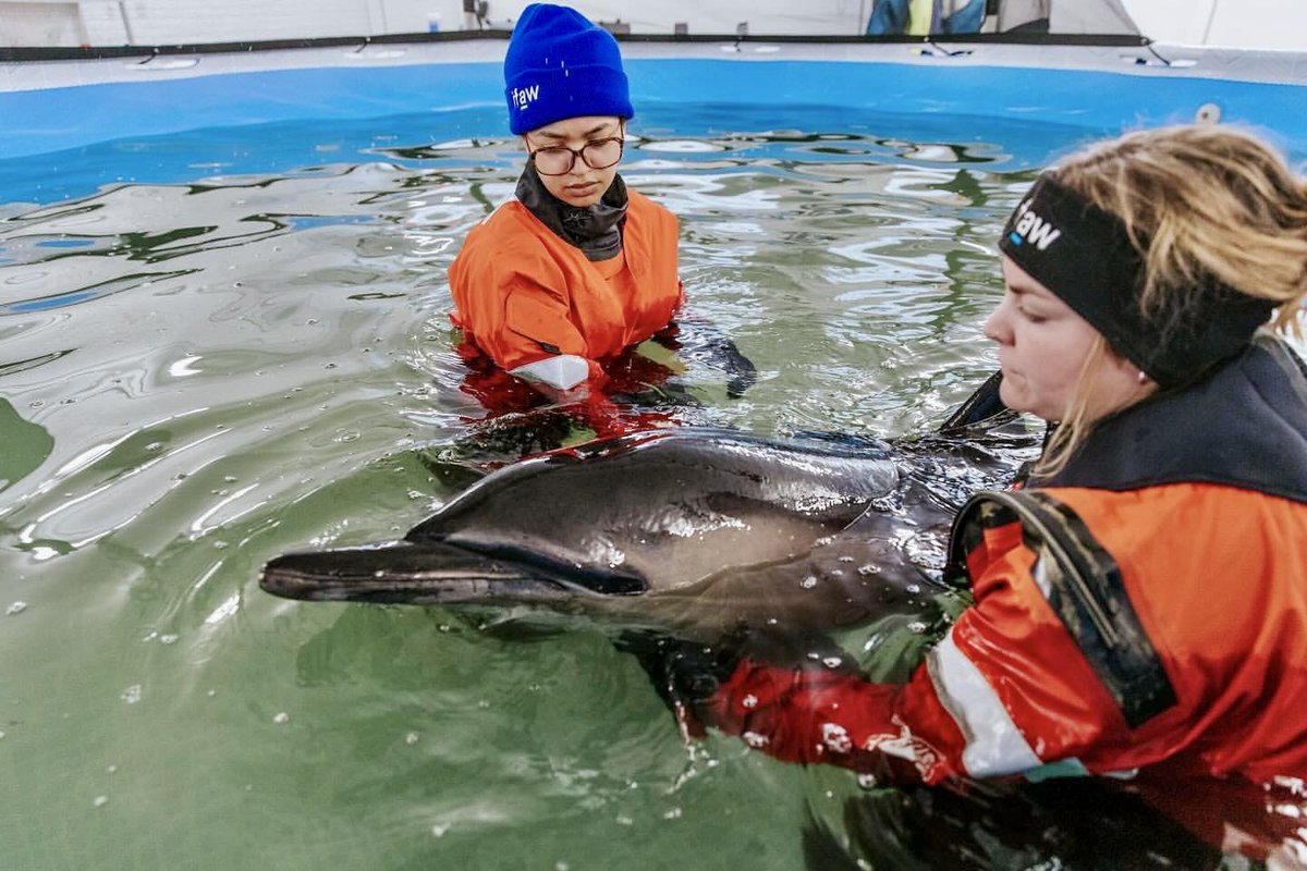 WorldAnimalNews's tweet photo. Hopeful News As The First Patient Of Dolphin Rescue Center Has Been Successfully Released In Cape Cod 🙏🌊🐬
READ MORE: 🌍👉 https://t.co/2odtX0JT6C
#KeepThemWild #dolphins #ocean #wildlife #massachusetts #rescue #capecode https://t.co/YiUZBO7pXs