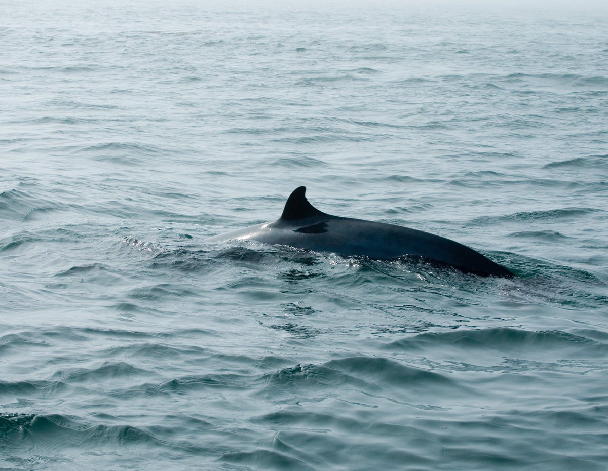 Still need an ID on this whale please and thank you! I’m the photographer who took the photographs. On the whale tour the guide said it was a minke whale but I wanted to be sure bc there were also right whales in the area. Please help or repost? @TrevorABranch @bluewhalenews