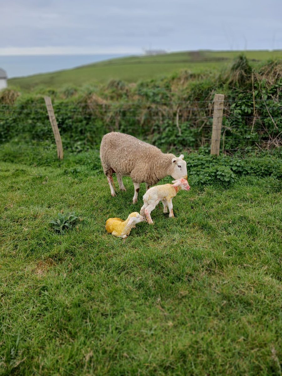 Spring is finally in the air and the lambs are coming think and fast on some of our host farms.

We love the sight of them bounding around the fields in the sunshine.