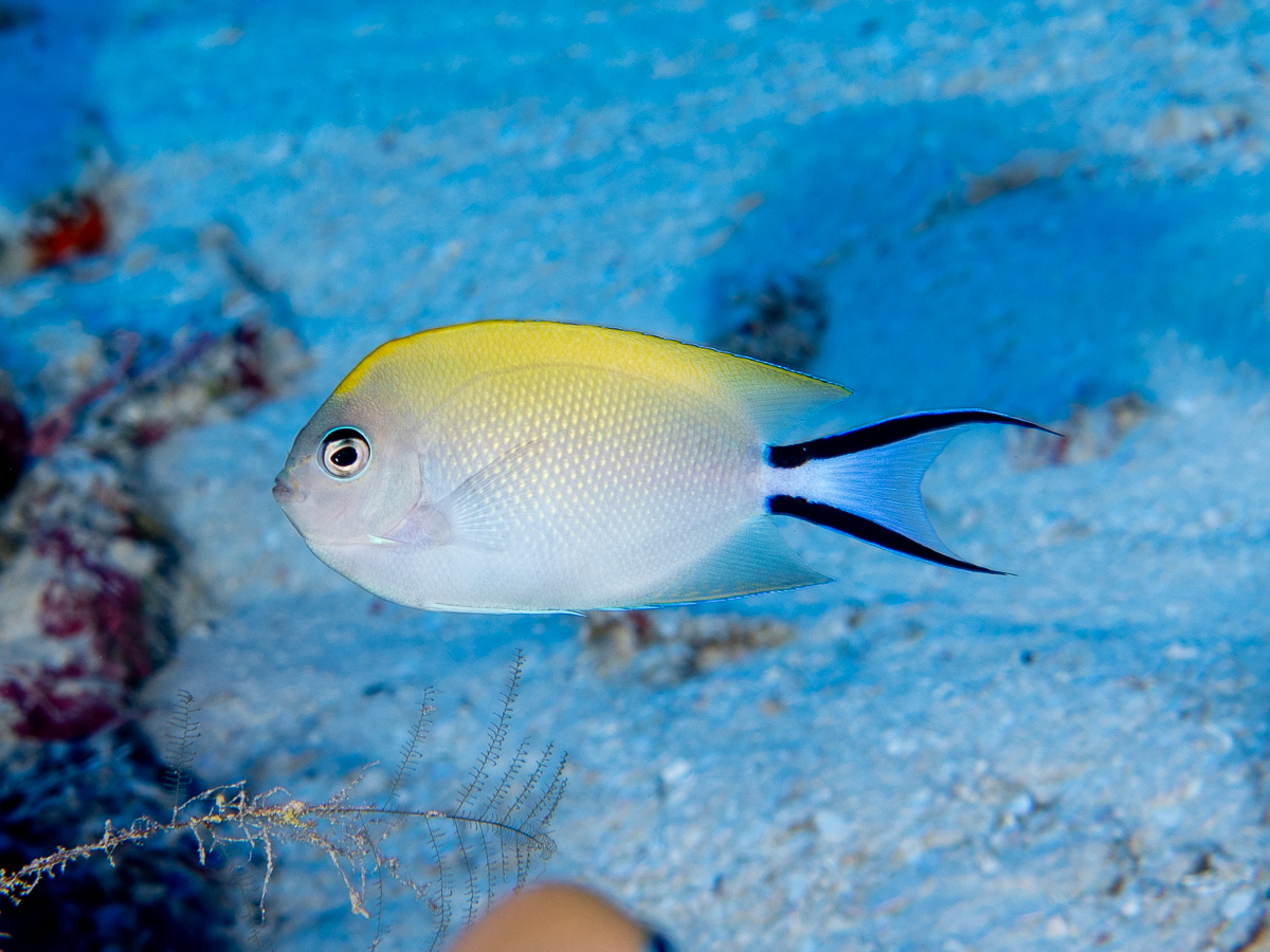 Time for more Australian #mesophotic beauty! This is the Swallowtail Angelfish (Genicanthus melanospilos, male with bars), it's widely distributed through the western Pacific and was very common in the Coral Sea between 40 and 80m depth. #ichthyology