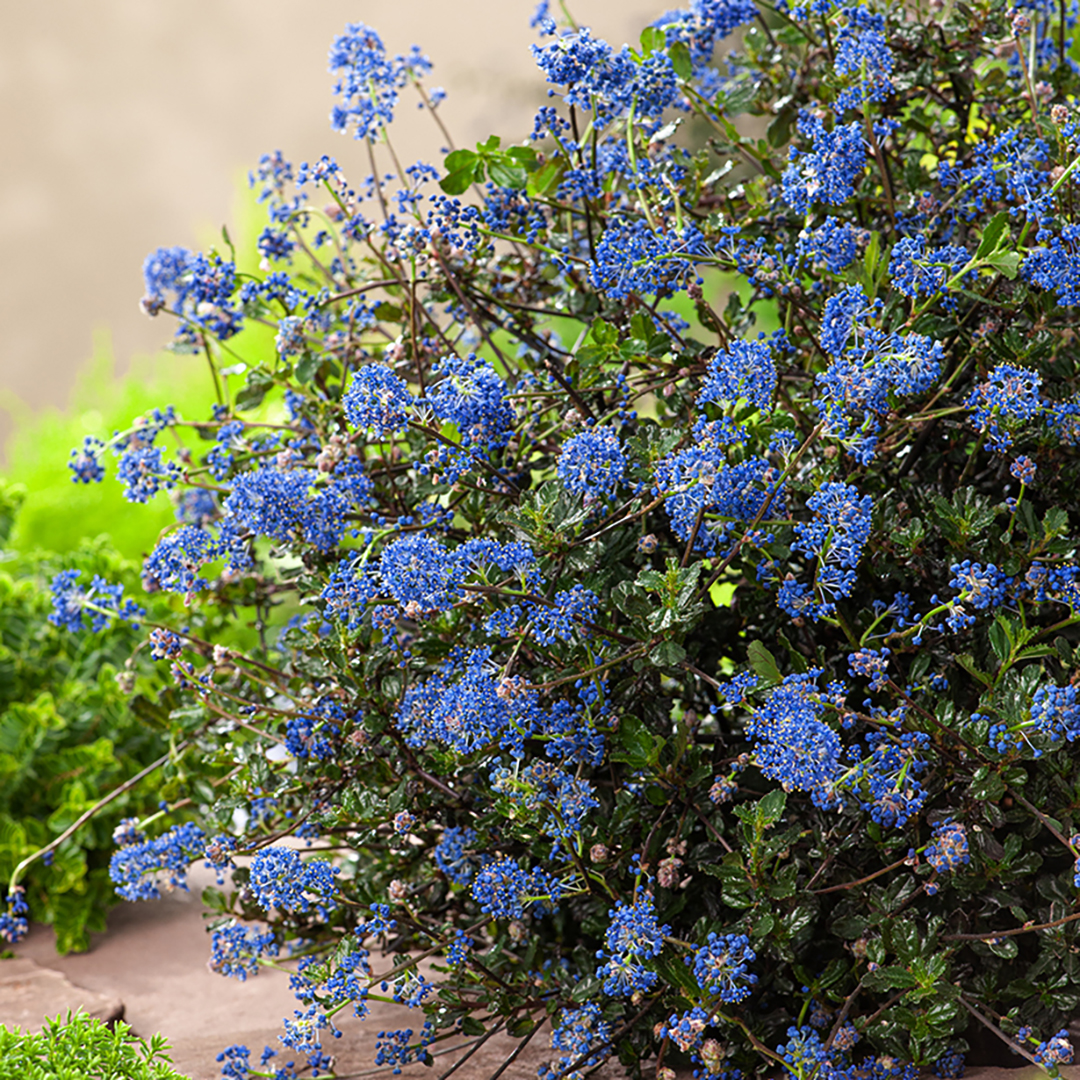 Add a burst of blue to your garden with our brand-new Californian Lilacs, now available in-store 💙 Shop from only £12.99: brnw.ch/21wIEMw Varieties shown: ​ - Ceanothus Repens​ - Ceanothus Snow Flurries​ - Ceanothus Eldorado​ - Ceanothus Blue Sapphire