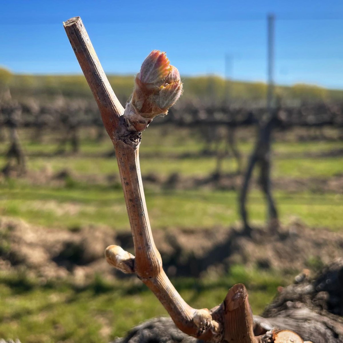 #Budbreak is an exciting time in the vineyards! It signals the start of the #growing season & happens early to mid April for #WAwine. We're seeing lots of bud break in our #EasternWashington #vineyards!