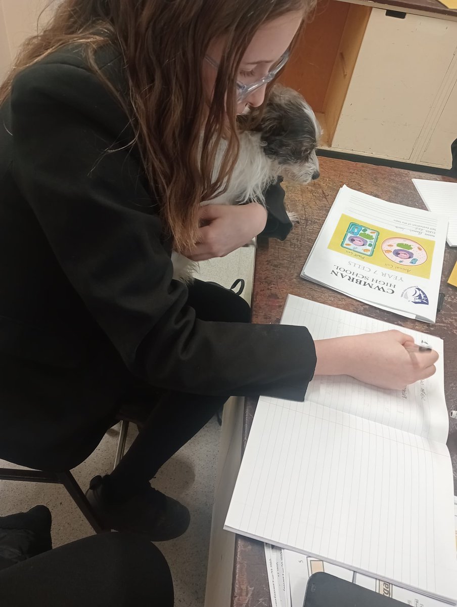 Cwmbran High ASD Base (@asdbasechs) on Twitter photo Students have started taking our therapy dogs into lessons today. 
Isabelle loved her Science lesson with Ella🙌
#notinmissout Students have started taking our therapy dogs into lessons today. 
Isabelle loved her Science lesson with Ella🙌
#notinmissout