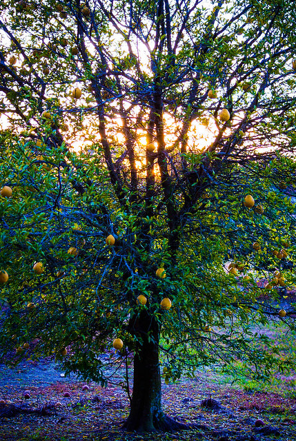 ICYMI- (Lemon Tree) - photos.mikemcbrideonline.com/2020/04/10/lem… - #BatonRouge #Sunset