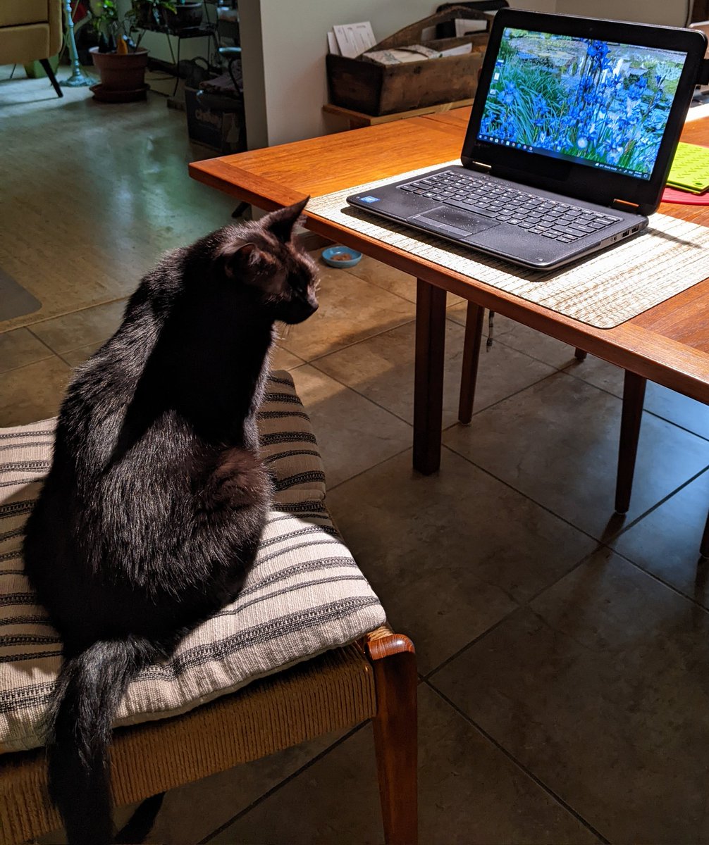 #tiptuesday : Humans spend waaaay too much time looking at the interweb. Boring! They should be looking at us! #CatsOnTwitter #CatsOfTwitter #CatTwitter #CuteCats #blackcats #panfursquad #moggies #catpics #minipanfur #RescueCats #voidcats #CatsOfX #CatsOnX #cats