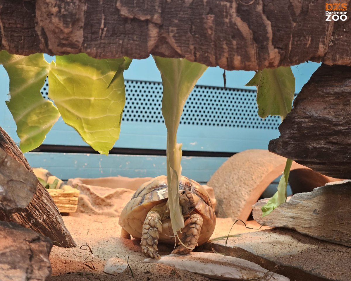 Meet King Tut, the Egyptian Tortoise, one of the world's most endangered and smallest species of tortoise 🐢 📷 Keeper Vicky #dartmoorzoo #WeBoughtAZoo #EgyptianTortoise