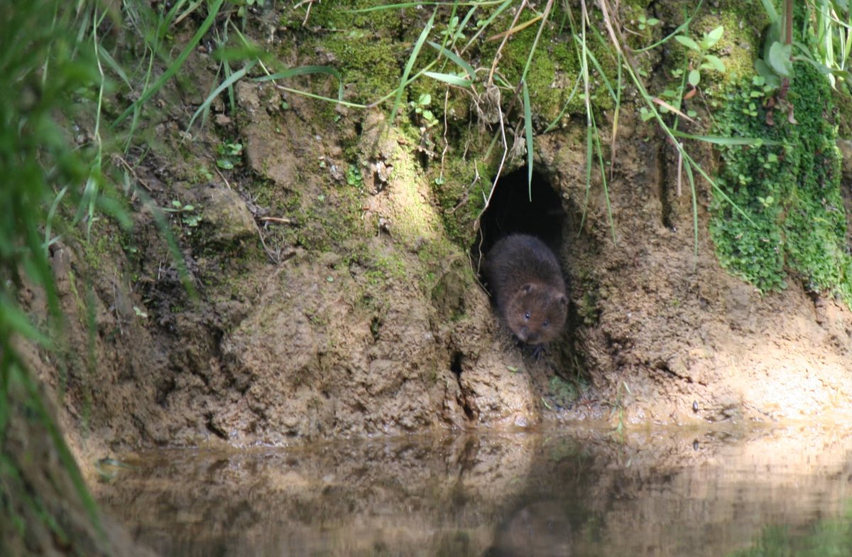 We're looking for water vole watchers! 👀💦 We need volunteers in all corners of England, Scotland and Wales to survey endangered #watervoles between 15th April - 15th June. Have you got some spare time to look along a stretch of local waterway? 👉 ptes.org/watervoles