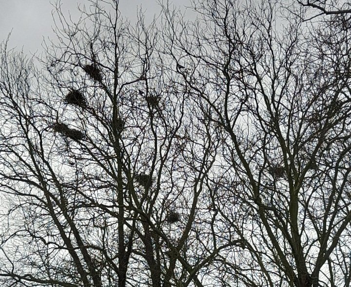 Herts Rooks part 4: over 2600 nests submitted for the 2024 rookery survey, but tough conditions for the birds in these persistent high winds. We have evidence of nest losses on a couple of stormy nights in the last two weeks #hertsbirds