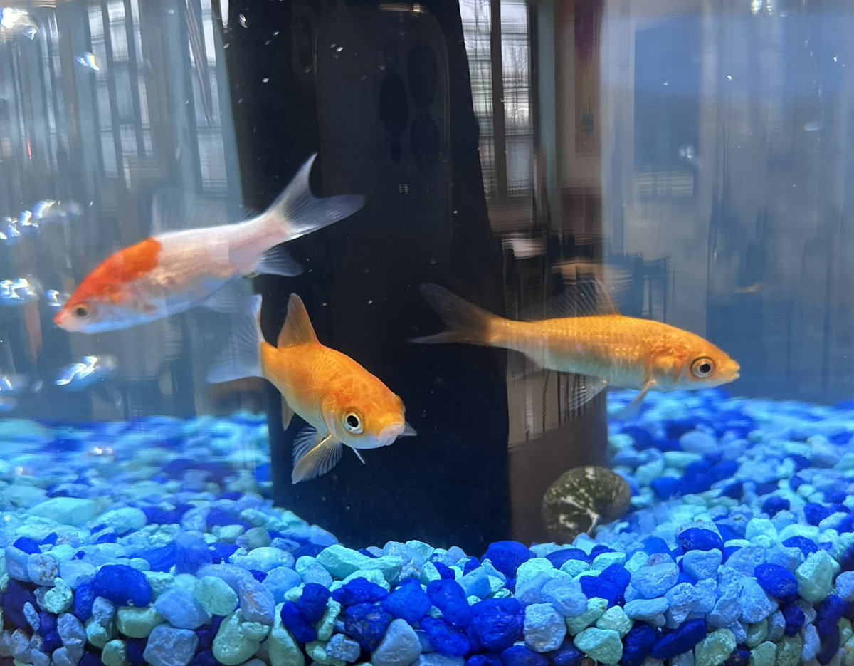 Welcome back to the library! #Aquaponics