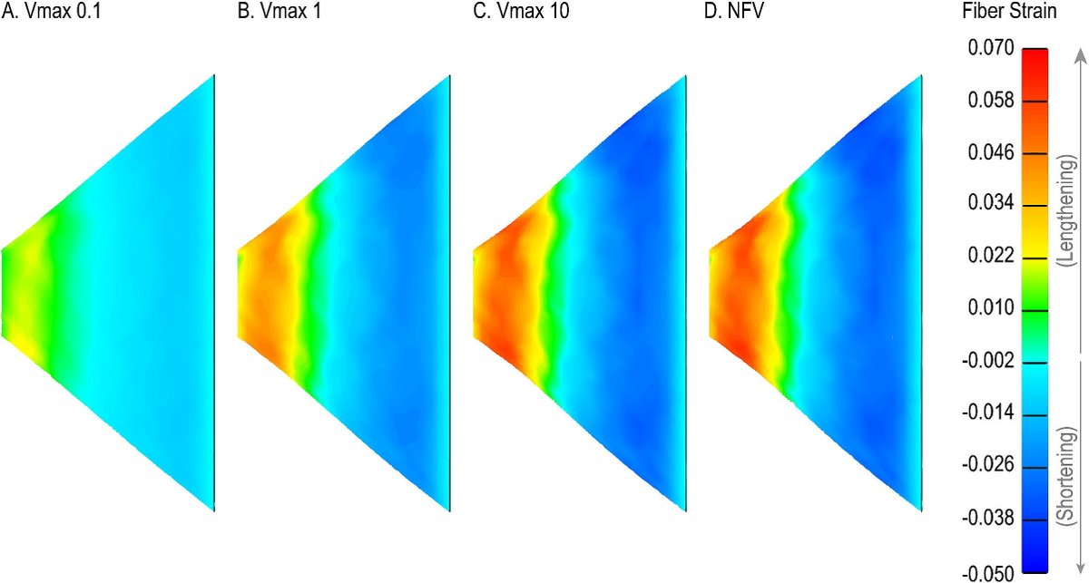 😃New article published in J Biomech!

"The need for speed – Does the force–velocity property significantly alter strain distributions within skeletal muscle?", by DiSalvo &amp; Blemker.

sciencedirect.com/science/articl…

#journalofbiomechanics