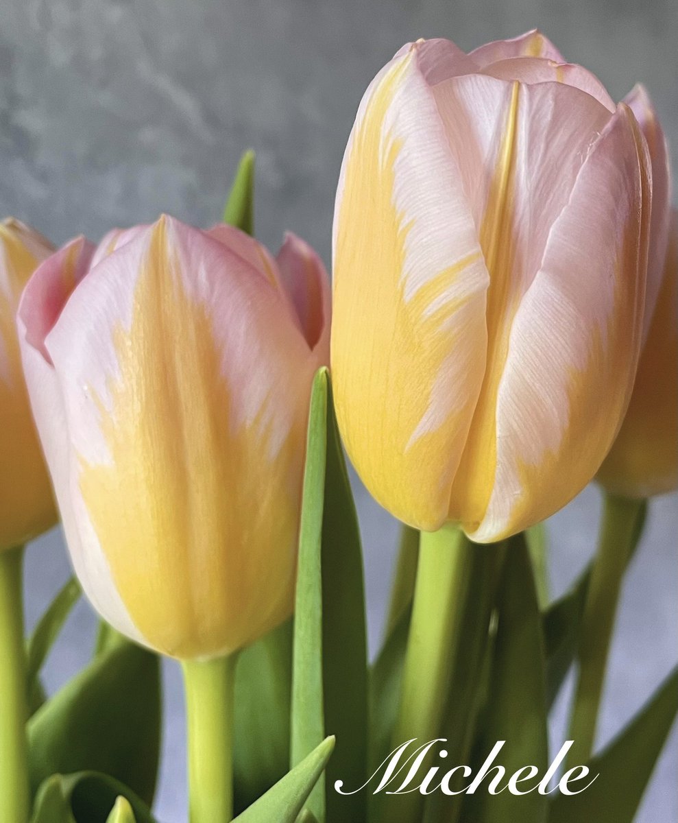 #TulipTuesday Beauties! Hope u r all having a day filled with sunshine! ☀️🙋🏻‍♀️💗 #tulip #tulips #flowers #flower #flowerphotography #FlowersOfTwitter #beauty #pastel