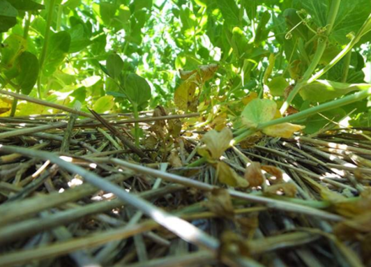 Cover crops help keep soil cool and moist. bit.ly/2Hfs9zq #soilhealth