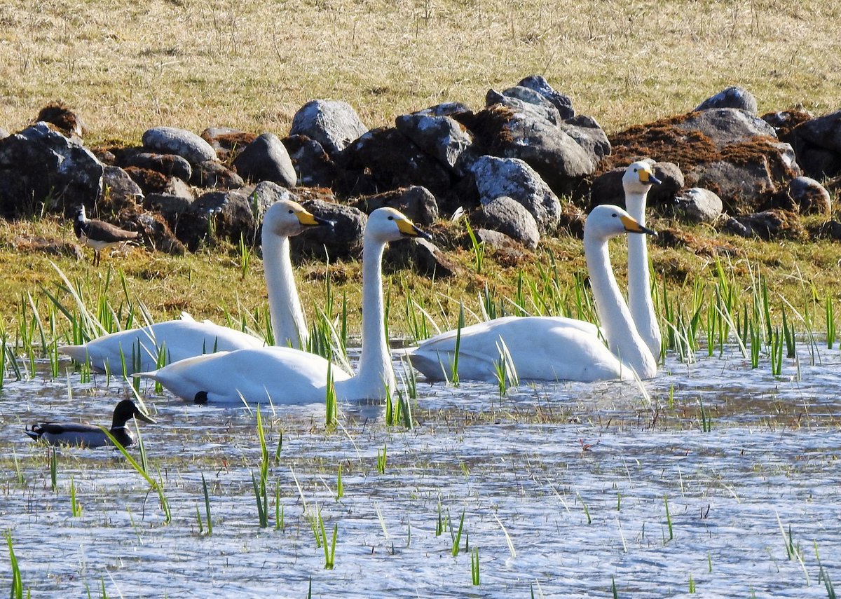 Migrant Whooper Swans having a break from the brisk north-westerly headwind on Vatersay today.