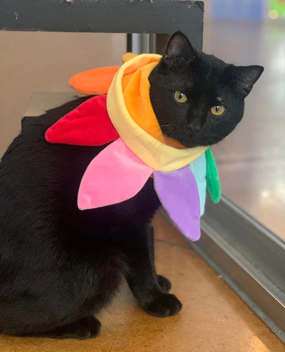 April showers mean Karl flowers! If you are looking for a play buddy, Karl A900934 is your cat. This energetic guy loves, loves, loves to play, especially with wand toys. Karl also loves to chat---a lot. Come meet this playful, loud, and sweet boy today.