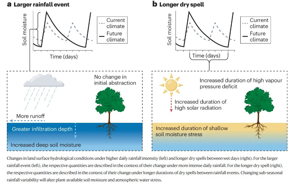 🚨New Review @a_feldman24, @A_J_Felton, @alan_knapp, @carBenPoulter et al discuss plant responses to fewer but larger rain events TL;DR: productivity typically increases in dry ecosystems but decreases in wet ecosystems nature.com/articles/s4301…… (rdcu.be/dEeSK)