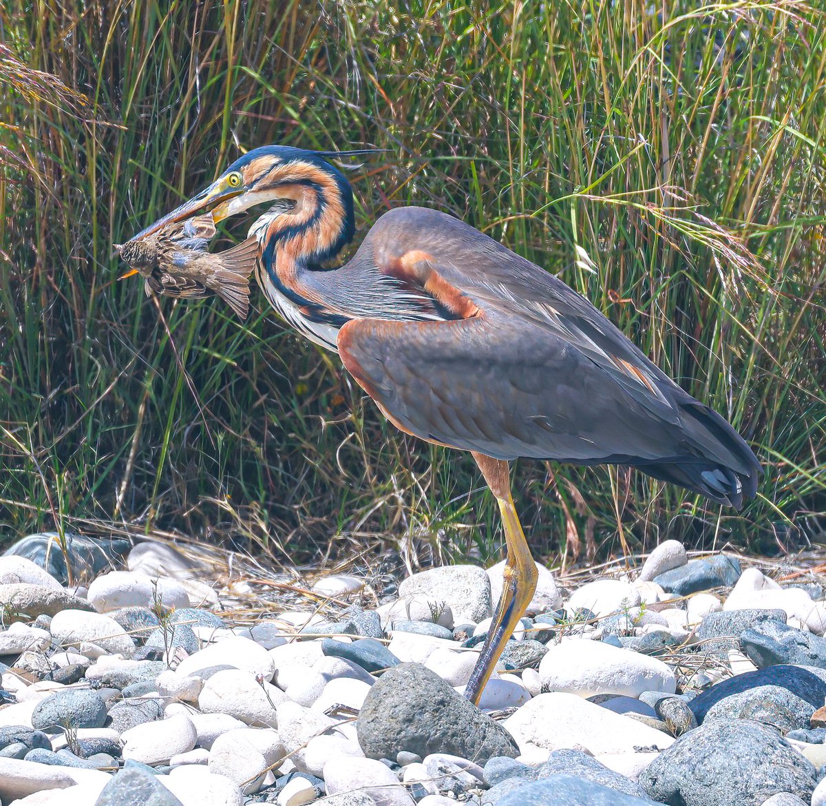 I know its nature but it’s the first time I’ve seen an heron catch a bird, this Purple Heron with a house sparrow I think? Cyprus April 2024