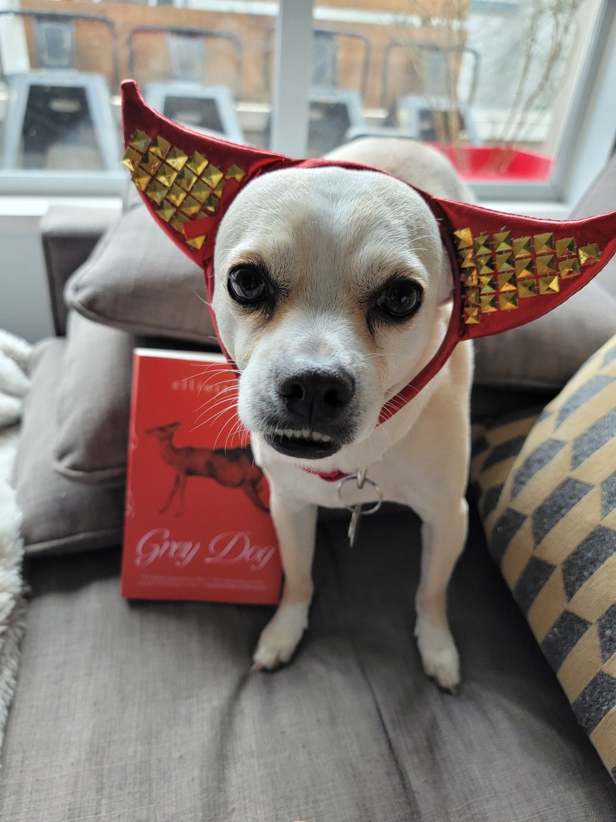 It's publication day for Grey Dog by Elliott Gish! I am so proud of this literary horror novel about female and queer rage, and monsters both external and internal. Rosie wants you to know that she IS the real demon dog.