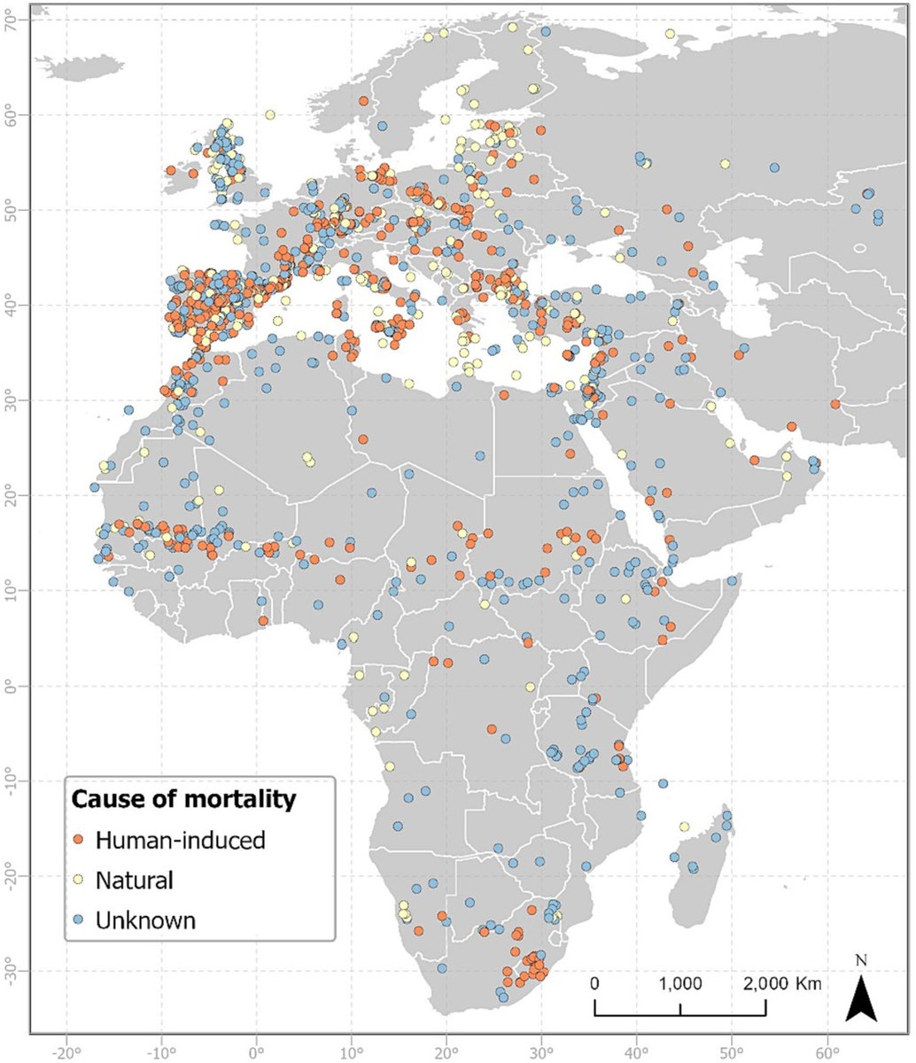 In our new paper, led by Juan Serratosa, 1704 deaths of 45 large, migratory bird species we tracked show that human-caused deaths are more than natural deaths. Majority of deaths are from electrocution (40.5%), illegal killing (21.7%) & poisoning (16.3%): sciencedirect.com/science/articl…