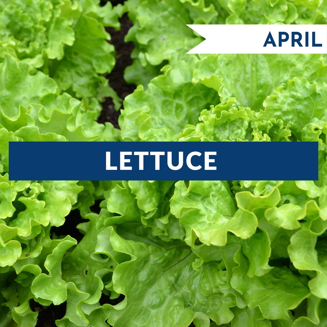 The April Virginia Harvest of the Month is Lettuce! Fresh local lettuce adds color, crunch, and essential nutrition to the serving line. How do you feature fresh lettuce on your April menu? 

#VAHarvestoftheMonth #VAFarmtoSchool