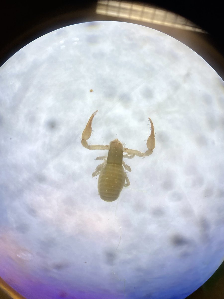 Anastasia Tõnisson tweet media