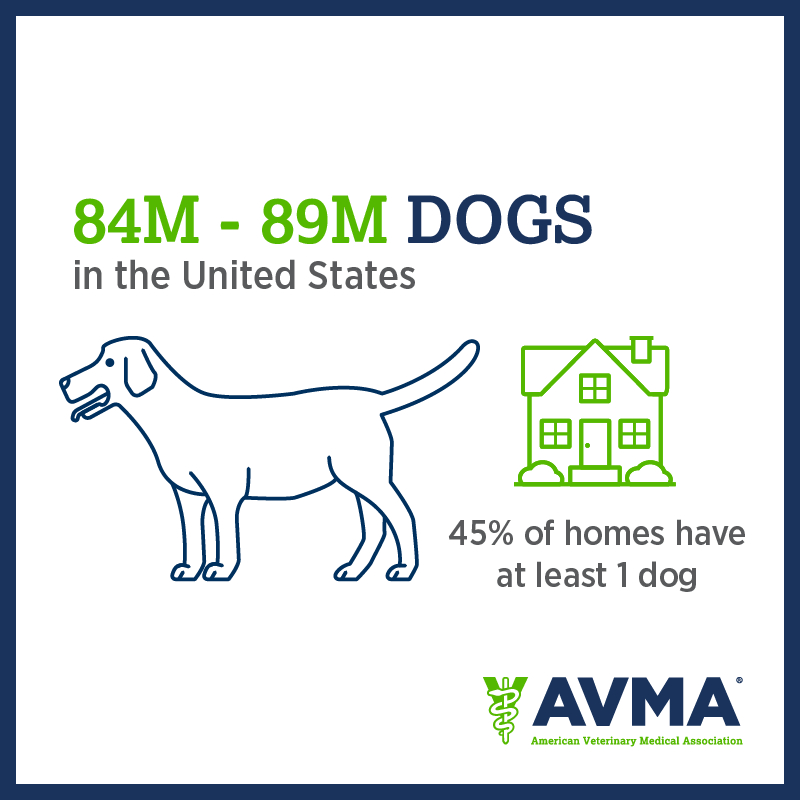 iiiorg's tweet image. This week is #DogBitePreventionWeek. Here are dog bite claims by the numbers. To learn more about #dogbiteprevention: bit.ly/4aA8Ooc @iiiorg @AVMAvets @StateFarm @CDCgov