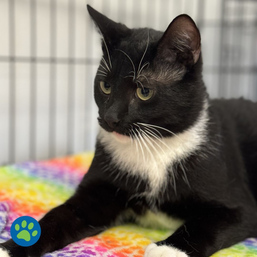 This sweet and shy boy is looking for a loving foster home where he can truly shine. Can you open your heart and home to Maxwell? If you're ready to provide him with the care and comfort he deserves, please reach out to us to learn more about fostering him! 🏡💕