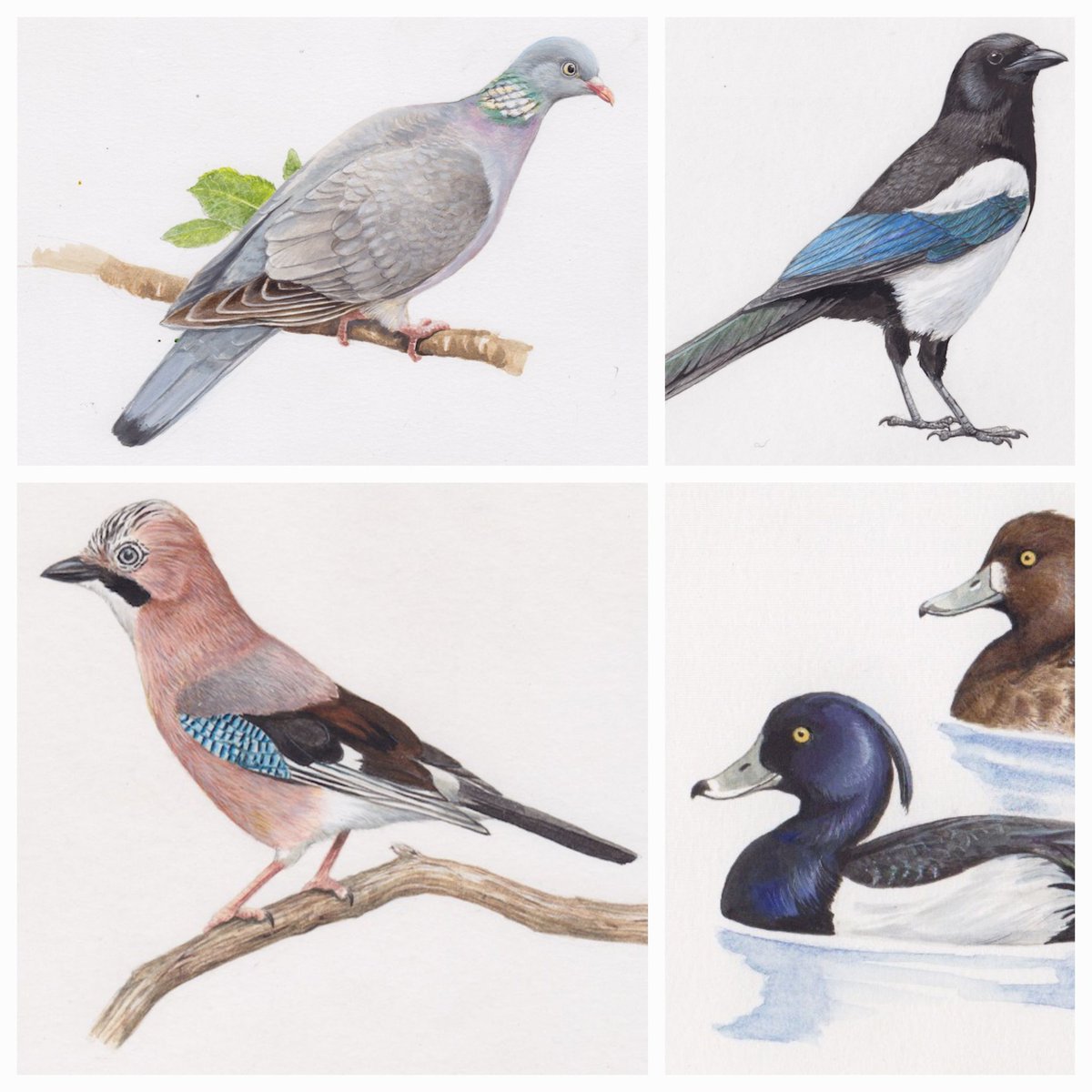5 #BOU2024 #BREAK1 Species colonising the city since 1930/1940s include those increasing at national scale or some waterbirds. Species with large body size are often among those appearing in the city as newcomers. (Ilustrations by Jan Hošek).