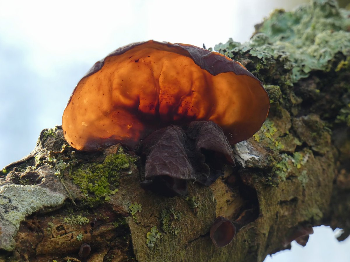 Jelly Ear Fungus along the Stour Valley Way. I love finding fungi that accurately reflect their name. @ukfungusday