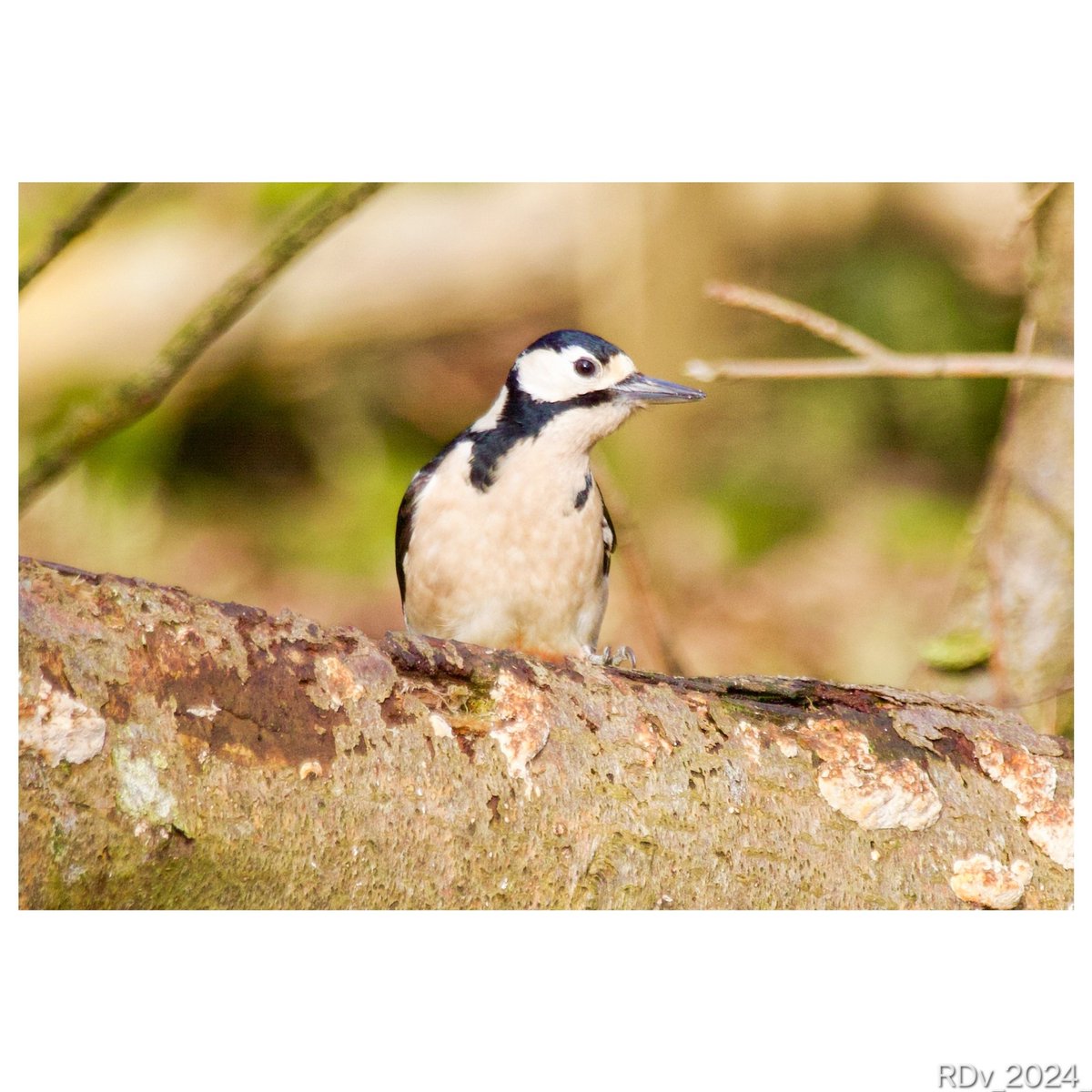 Woodpecker #woodpecker #birdlover #birdphotography #birding #birdwatching #birdsup #BirdsSeenIn2024 @ThePhotoHour