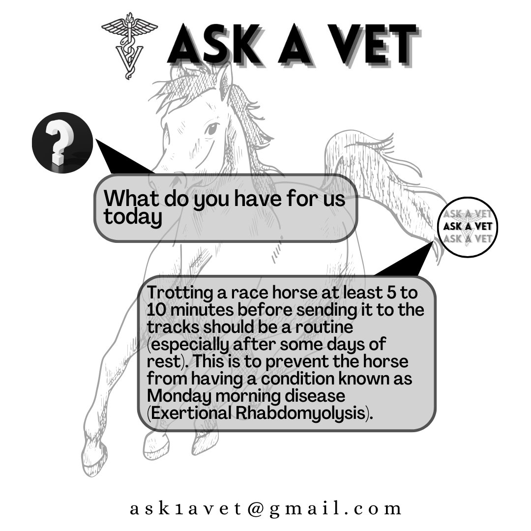 One of the effective ways you can prevent Exertional Rhabdomyolysis in horses. #animalcare #askavet #horsecare