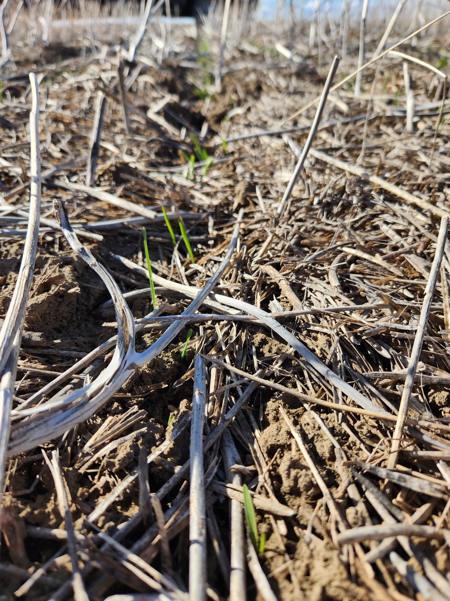 #ultraearlydurum #plant24 #wheat, dormant seeded Durum is ALIVE! rows are all up and looking good. 2.5 cm depth, the 7.5 cm depth is behind with only a few plants popping out of the ground. Soil temp today was 5 degrees! Time to really get going!