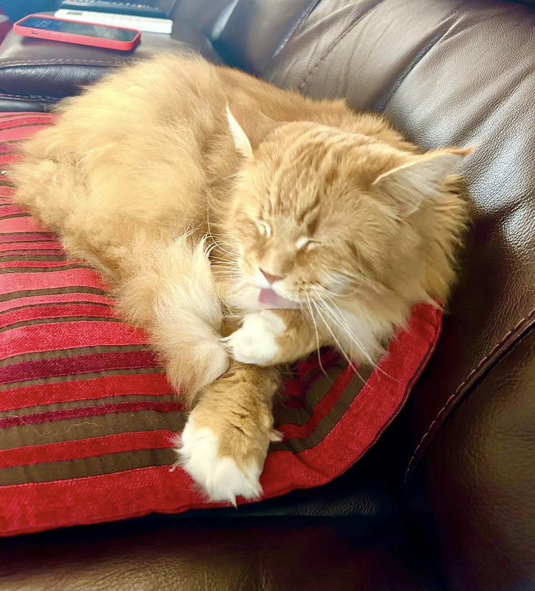 A tiny sliver of tongue on display from Buddy as he enters hour 6 of his grooming session 😹😹🦁🦁 #tongueouttuesday #teamfloof #CatsOfTwitter