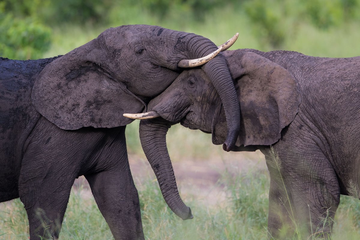 AfricanParks's tweet image. The restoration of Majete Wildlife Reserve and the reversing of biodiversity loss through the public-private-partnership model, took centre stage at this year’s @UNDP Africa Regional Dialogue for Biodiversity Finance in Malawi. Read via @NationOnlineMW bit.ly/3Ud0s0l